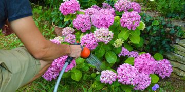 Cat de des se uda hortensia si cum sa previi ofilirea acesteia