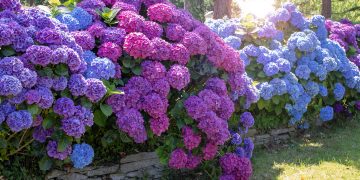 Cum sa ajuti hortensia sa aiba mai multe flori si ce trebuie sa faci