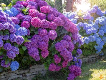 Cum sa ajuti hortensia sa aiba mai multe flori si ce trebuie sa faci