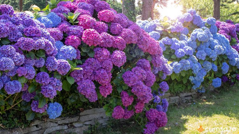 Cum sa ajuti hortensia sa aiba mai multe flori si ce trebuie sa faci