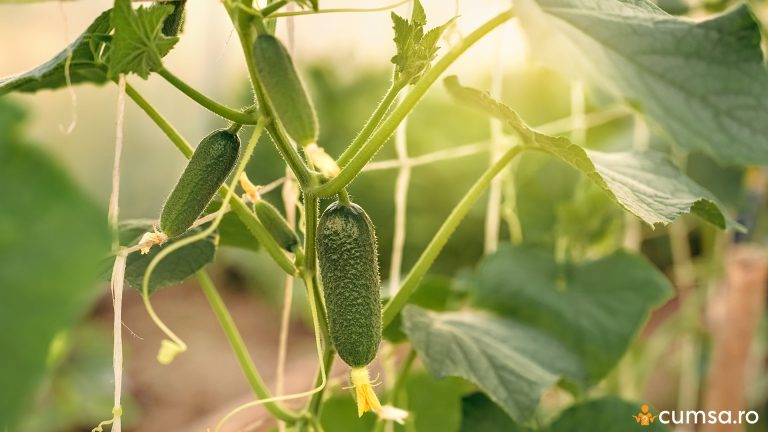 Cum sa alegi cel mai bun loc pentru cultivarea castravetilor in gradina ta