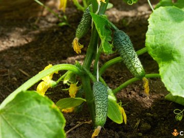 Cum sa faci fertilizarea castravetilor cu drojdie si cum prepari ingrasamantul