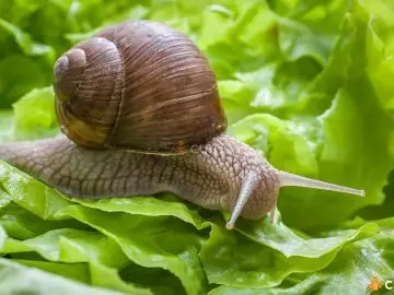 Cum sa tii melcii la distanta de gradina ta si care este solutia naturala