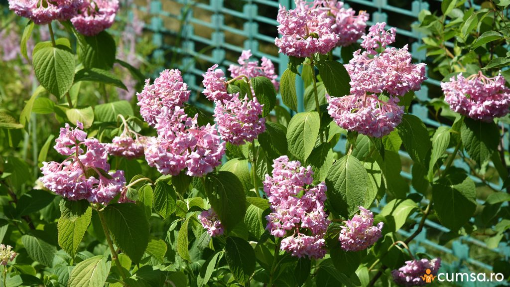 Hortensie ofilita