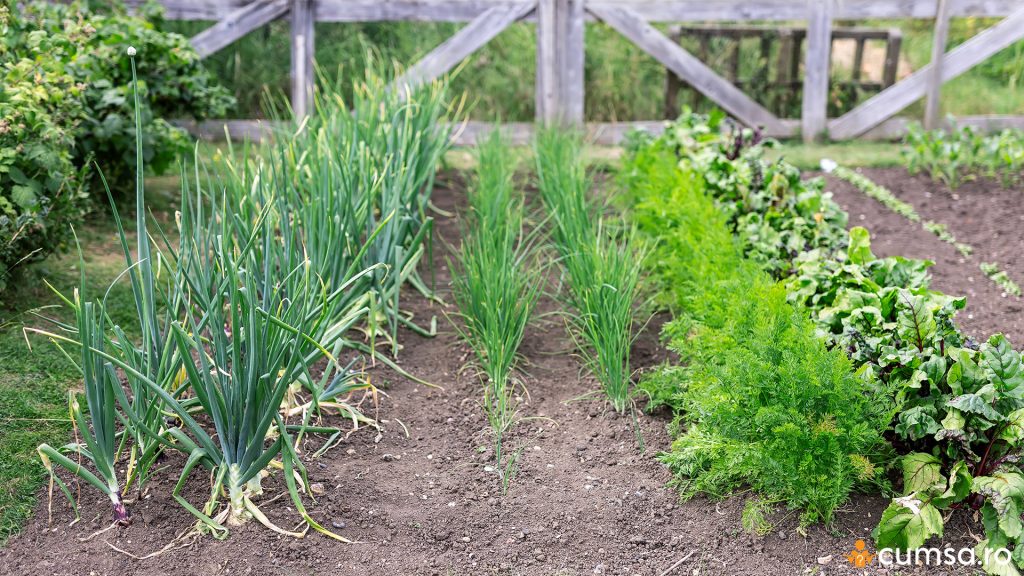 Plante companion pentru usturoi