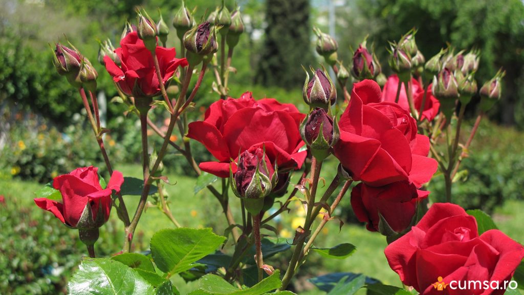 Trandafiri plini de flori