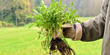 10 metode naturale de a scapa de buruieni. Cum sa procedezi in mod corect