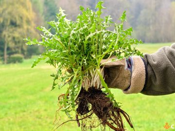 10 metode naturale de a scapa de buruieni. Cum sa procedezi in mod corect