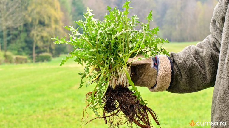 10 metode naturale de a scapa de buruieni. Cum sa procedezi in mod corect