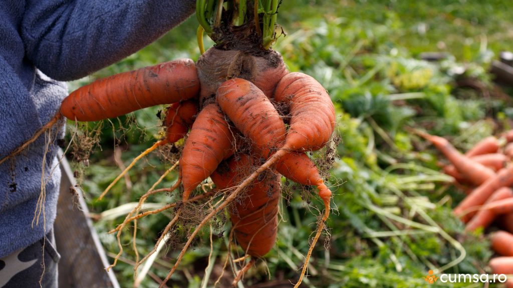 7 cauze pentru care morcovii se deformeaza