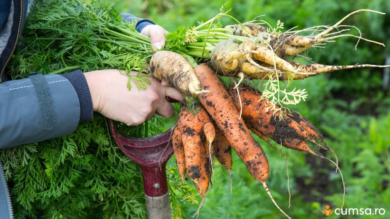 7 cauze pentru care morcovii se deformeaza si cum sa le rezolvi