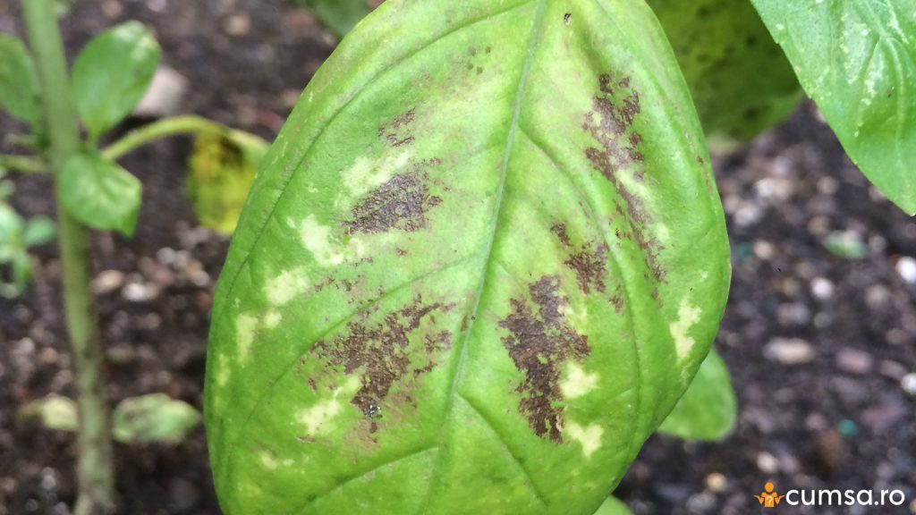 Peronospora belbahrii busuioc