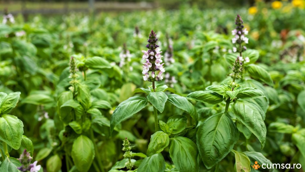 Busuioc inflorit in gradina
