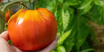 De se inmoaie rosiile din gradina. Cum sa procedezi pentru a obtine tomate sanatoase