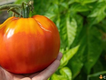 De se inmoaie rosiile din gradina. Cum sa procedezi pentru a obtine tomate sanatoase