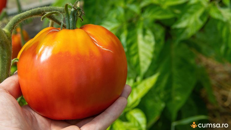 De se inmoaie rosiile din gradina. Cum sa procedezi pentru a obtine tomate sanatoase