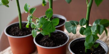 De ce se usuca butasii de trandafiri. Cum sa ii salvezi si care pot fi cauzele