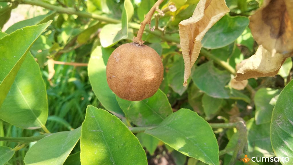 Lamaie uscata