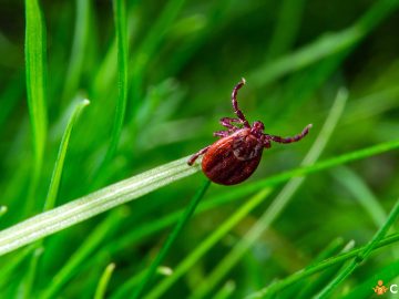 Plante anti-capuse. Cum sa te asiguri ca insectele nu ajung in curtea ta