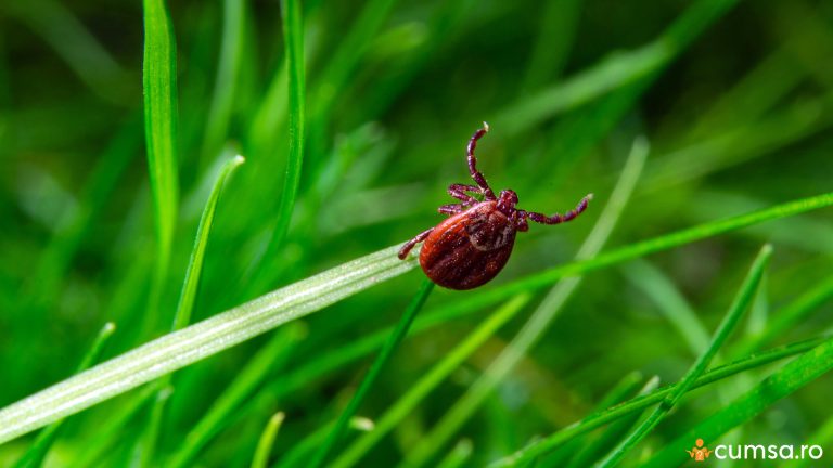 Plante anti-capuse. Cum sa te asiguri ca insectele nu ajung in curtea ta