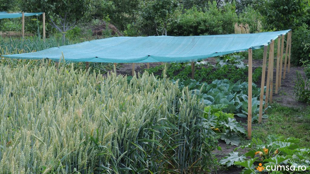 Plase de umbrire in gradina