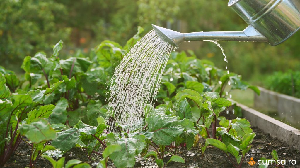 Udarea plantelor pe timp de vara
