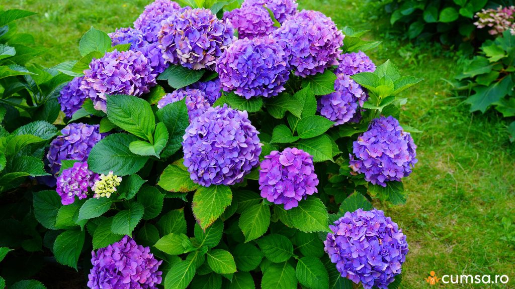 Unde nu trebuie sa plantezi hortensia in curte