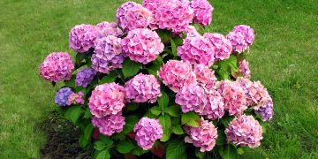 Unde nu trebuie sa plantezi hortensia in curte. Cum sa alegi locul perfect