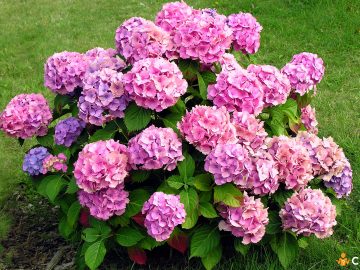 Unde nu trebuie sa plantezi hortensia in curte. Cum sa alegi locul perfect
