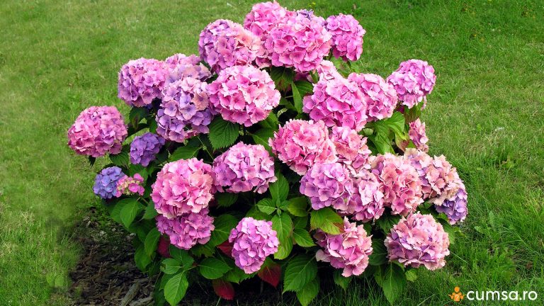 Unde nu trebuie sa plantezi hortensia in curte. Cum sa alegi locul perfect