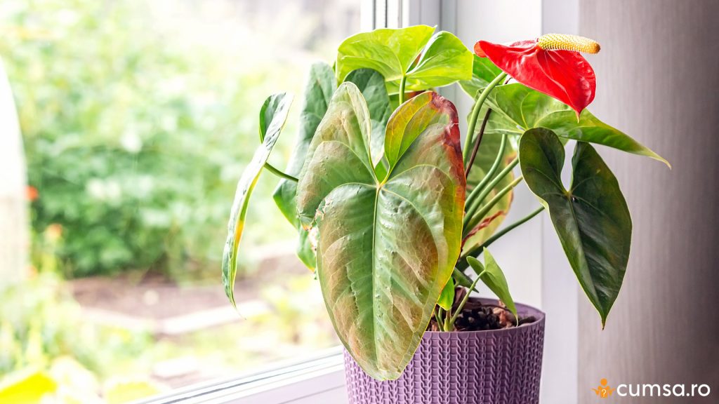 Boli la plantele de apartament