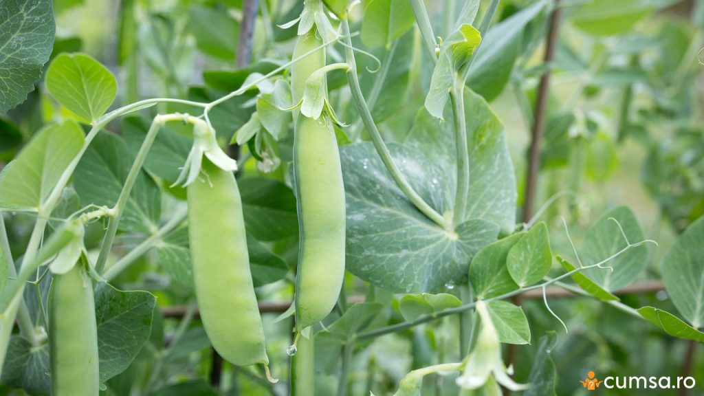 Ce poti cultiva in luna august