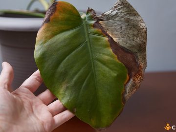 Cele mai intalnite boli la plantele de apartament si cum sa le previi