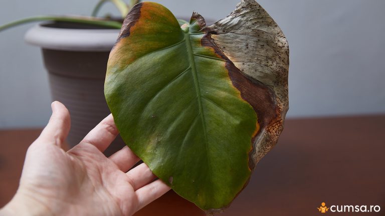 Cele mai intalnite boli la plantele de apartament si cum sa le previi