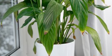 Cum sa iti dai seama ca plantele au fost fertilizate prea mult si ce trebuie sa faci