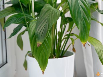 Cum sa iti dai seama ca plantele au fost fertilizate prea mult si ce trebuie sa faci