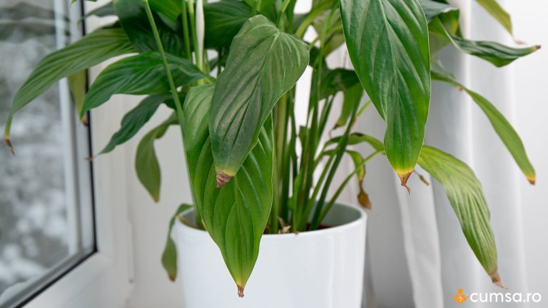 Cum sa iti dai seama ca plantele au fost fertilizate prea mult si ce trebuie sa faci
