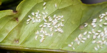Cum sa scapi de musculitele albe pe cale naturala si ce ar trebui sa faci