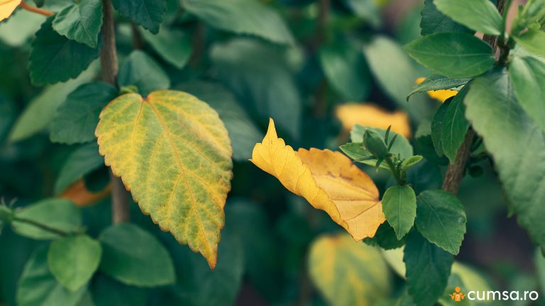 De ce se ingalbenesc frunzele la hibiscus. Cum sa salvezi planta si care sunt cauzele