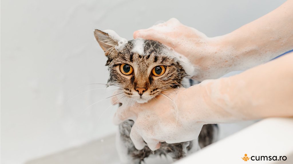La cat timp se face baie la pisici