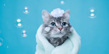 La cat timp se face baie la pisici. Cum sa iti mentii curat animalul de companie