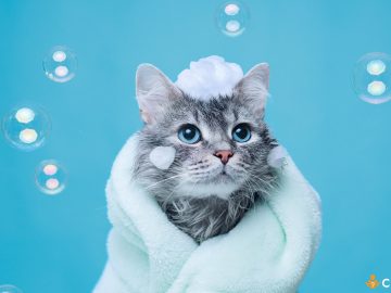 La cat timp se face baie la pisici. Cum sa iti mentii curat animalul de companie