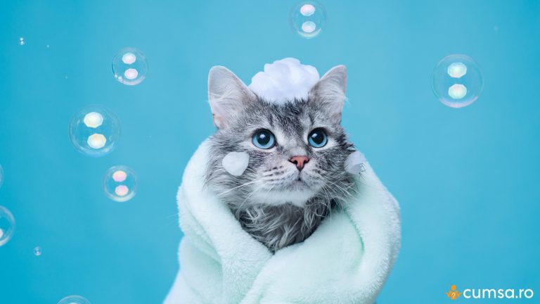 La cat timp se face baie la pisici. Cum sa iti mentii curat animalul de companie