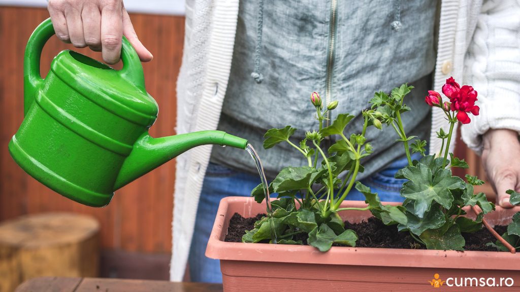 Muscate plantate de curand
