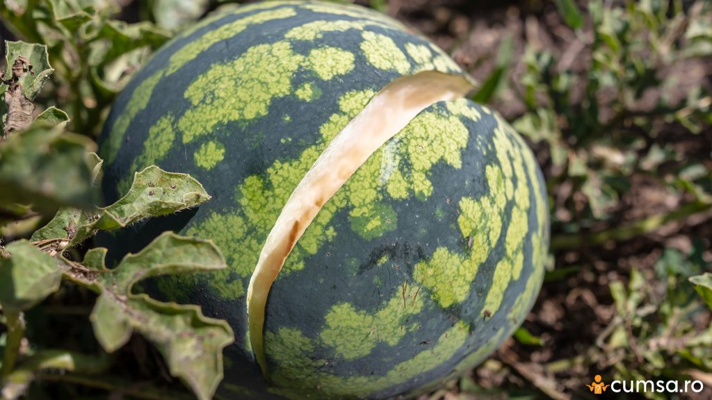 Pepene crapat in gradina