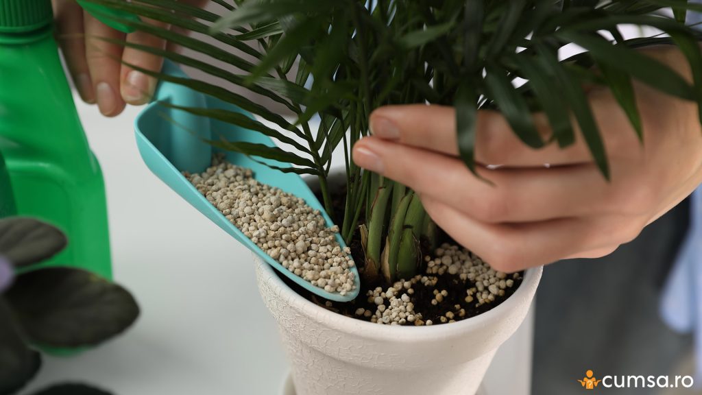 Plantele au fost fertilizate prea mult