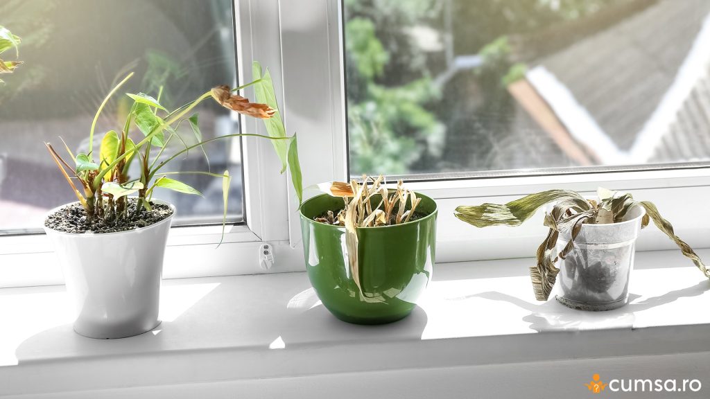 Plantele sunt udate prea putin