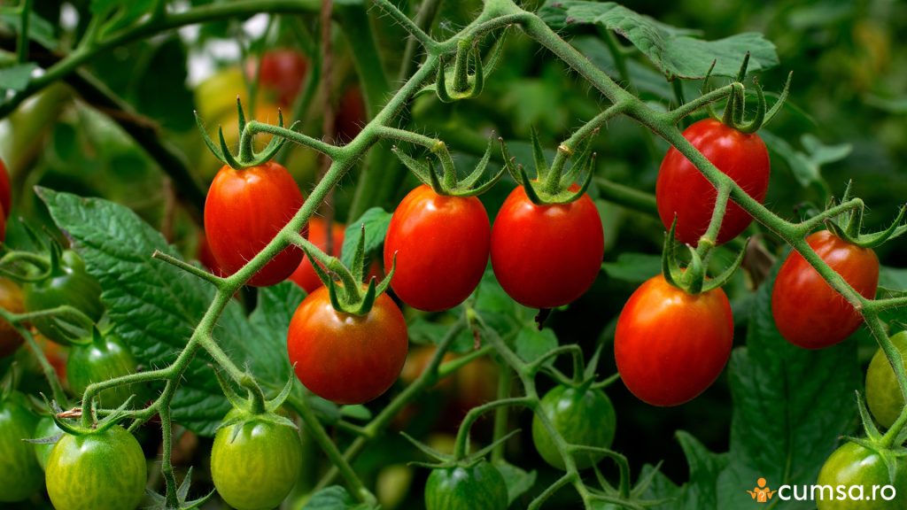 Rosii cherry