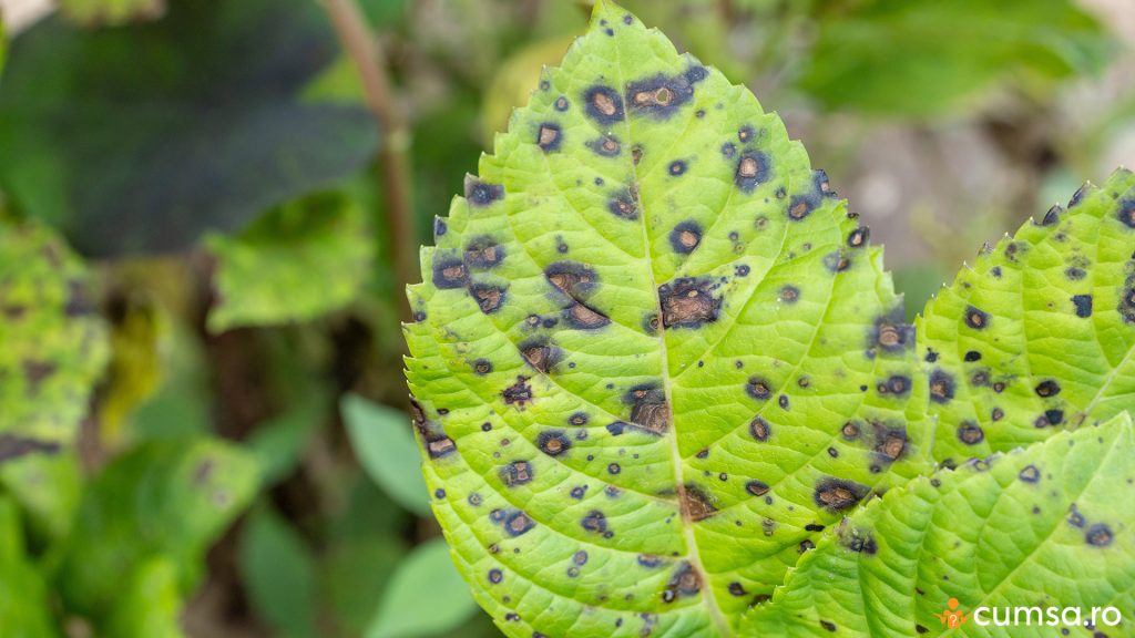 Cercosporioza la hortensie