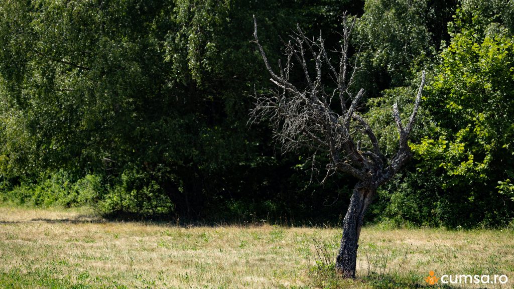 Copac uscat